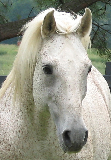 *Budapest Shagya-Arabian Stallion